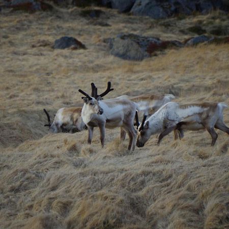 Saxa Guesthouse Stöðvarfjörður Dış mekan fotoğraf