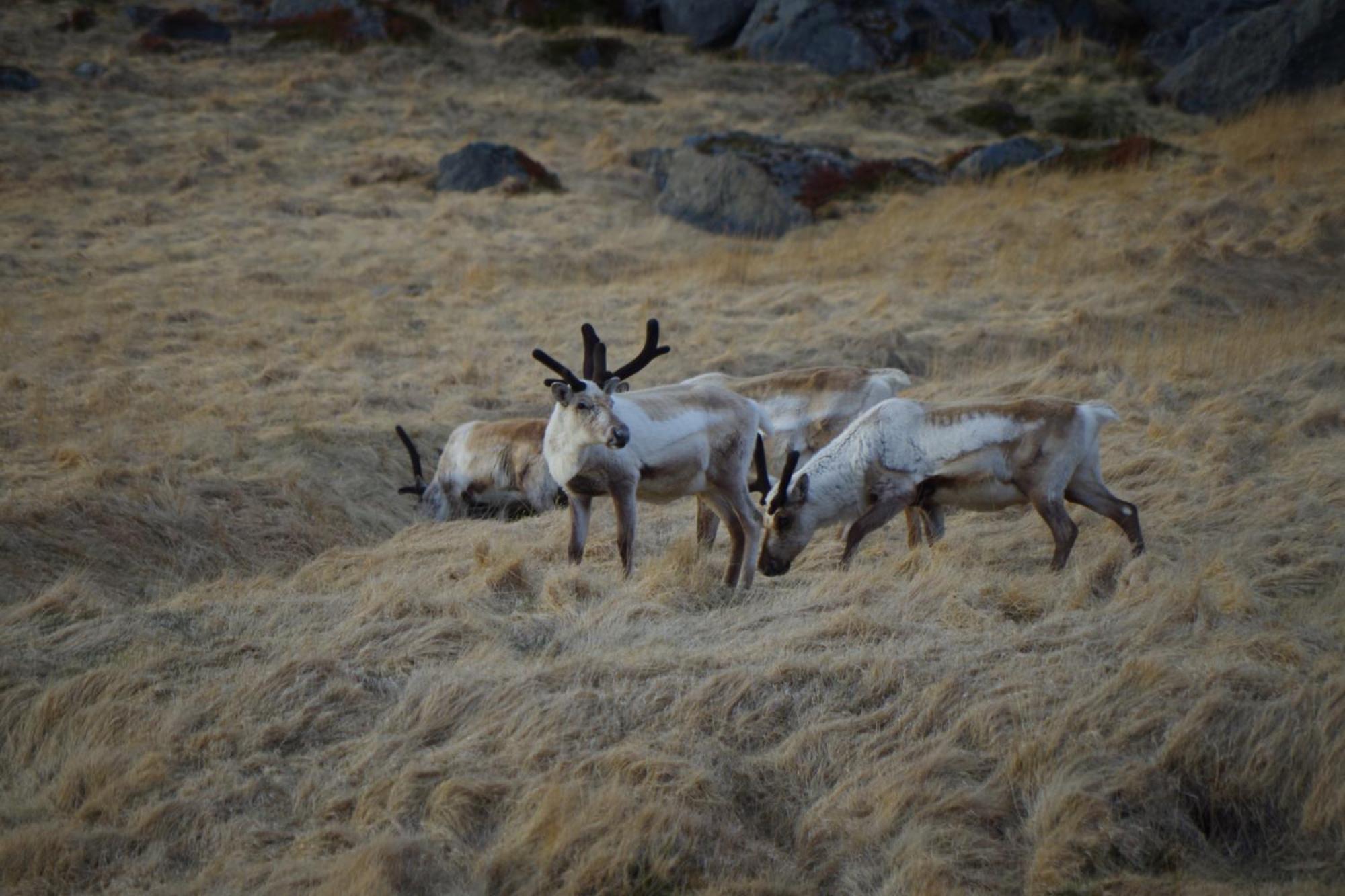 Saxa Guesthouse Stöðvarfjörður Dış mekan fotoğraf